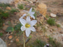 Ixia capillaris