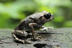 Leptobrachium hasseltii