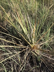 Yucca angustissima