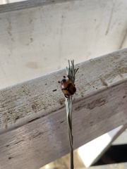 Bolbocerosoma confusum