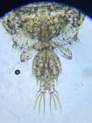 Caligidae