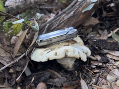 Tricholoma matsutake