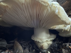 Tricholoma matsutake