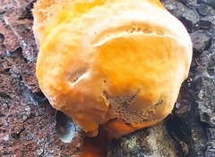 Pycnoporellus fulgens