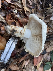 Tricholoma matsutake