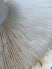 Tricholoma matsutake
