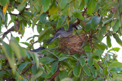 Microspingus cinereus