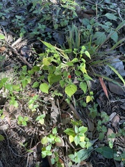 Capsicum annuum glabriusculum