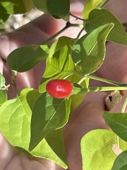 Capsicum annuum glabriusculum