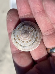 Architectonica nobilis