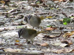 Arremonops conirostris