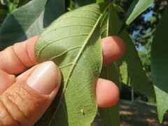 Carya pallida