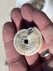 Architectonica nobilis
