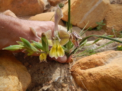 Gladiolus virescens