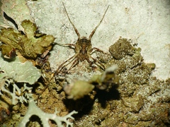 Oligolophus hanseni