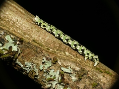 Cleorodes lichenaria