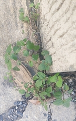 Amaranthus deflexus