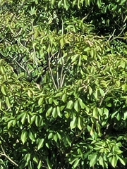 Sterculia apetala