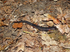 Plethodon shermani