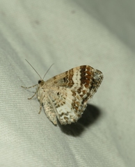 Epirrhoe rivata