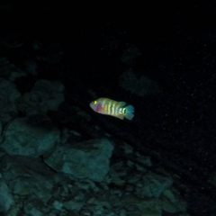 Mayaheros urophthalmus