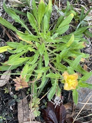 Oenothera laciniata