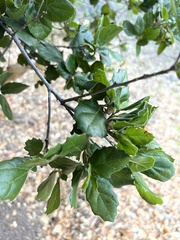 Quercus agrifolia