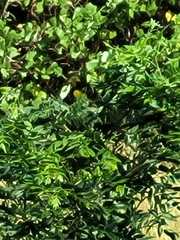 Sterculia apetala