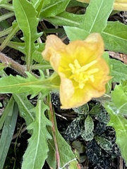 Oenothera laciniata