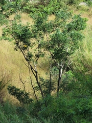 Sterculia apetala