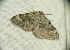 Coenotephria tophaceata