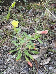 Oenothera laciniata