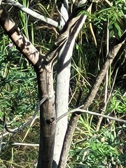 Sterculia apetala