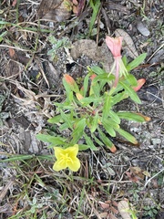 Oenothera laciniata