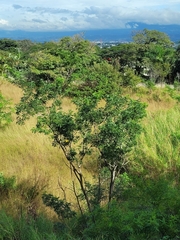 Sterculia apetala