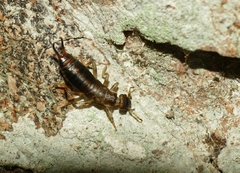 Forficulidae