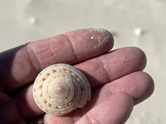 Architectonica nobilis