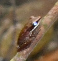 Chalcorana labialis
