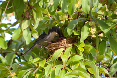 Microspingus cinereus