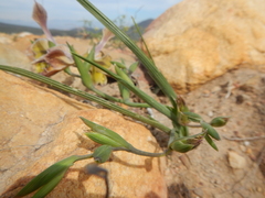 Gladiolus virescens