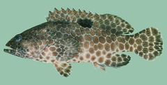 One-Blotch Grouper photo 2