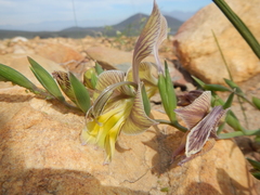 Gladiolus virescens