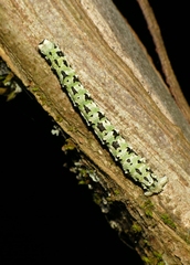 Cleorodes lichenaria