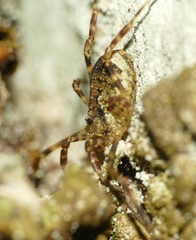 Oligolophus hanseni