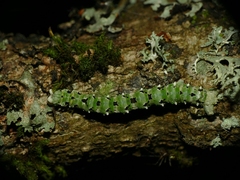 Cleorodes lichenaria