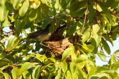 Microspingus cinereus