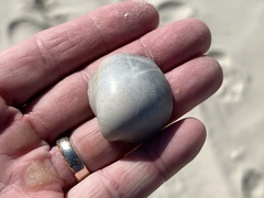 Laevicardium serratum