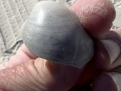 Laevicardium serratum