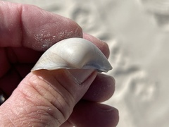 Laevicardium serratum