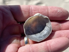 Laevicardium serratum